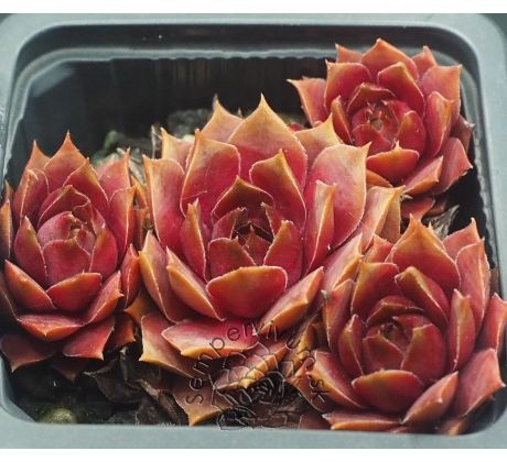 Sempervivum JURARIESE