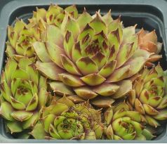 Sempervivum KAI