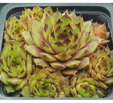 Sempervivum KAI
