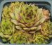 Sempervivum KAI
