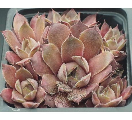 Sempervivum KARIN