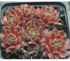 Sempervivum KNUDDELBÄR