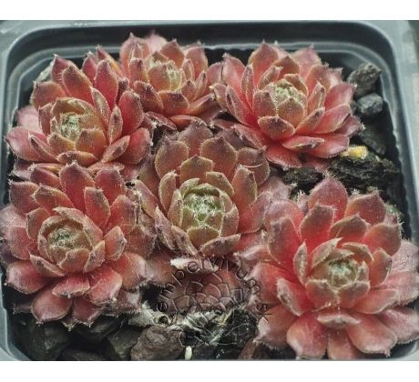 Sempervivum KNUDDELBÄR