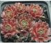 Sempervivum KNUDDELBÄR