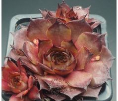 Sempervivum KRAFLA