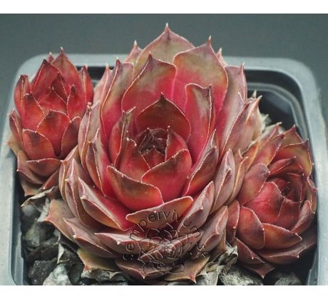 Sempervivum LADY DI