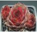 Sempervivum LADY DI