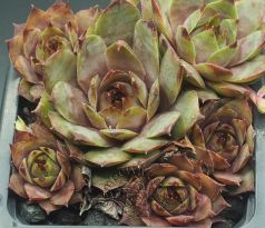 Sempervivum NOME