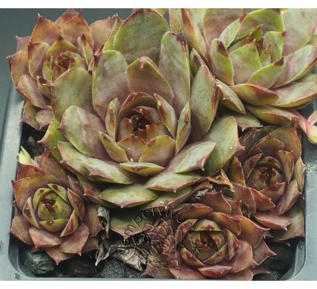 Sempervivum NOME