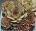 Sempervivum NOME