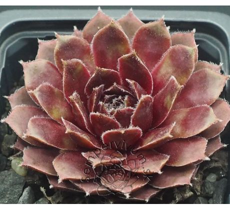 Sempervivum LAURA LEE