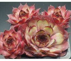 Sempervivum LIESBETH