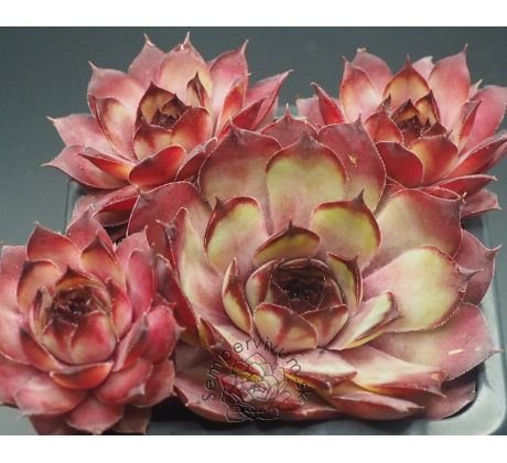 Sempervivum LIESBETH