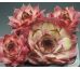 Sempervivum LIESBETH