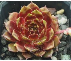 Sempervivum LITTLE FLIRT