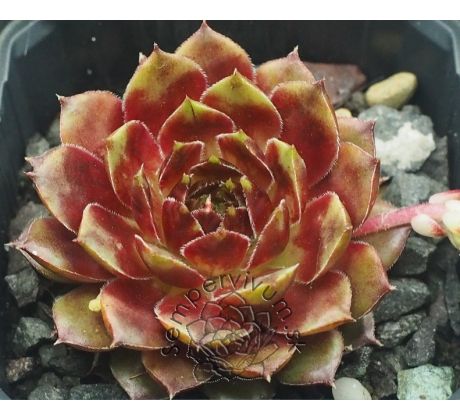 Sempervivum LITTLE FLIRT