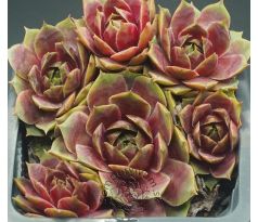 Sempervivum LUDMILA