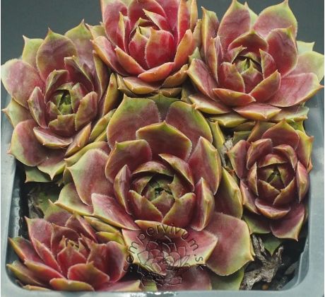 Sempervivum LUDMILA