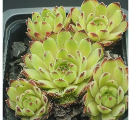 Sempervivum LYRA