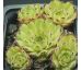 Sempervivum LYRA
