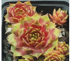 Sempervivum MAGIC MORNING