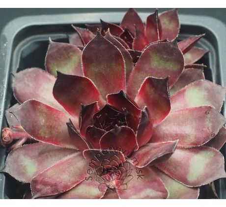 Sempervivum MAJANKA