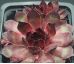 Sempervivum MAJANKA