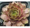 Sempervivum MARY FRANCES