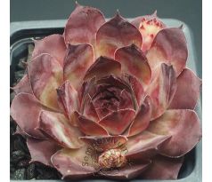 Sempervivum MARY-BETH