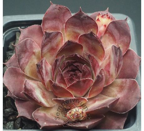Sempervivum MARY-BETH