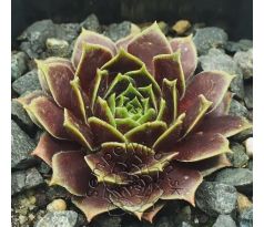 Sempervivum MAYTIME