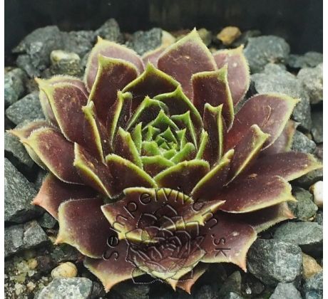 Sempervivum MAYTIME