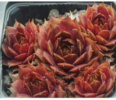 Sempervivum MECKI