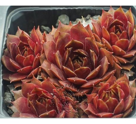 Sempervivum MECKI