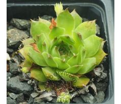 Sempervivum MERIADOC
