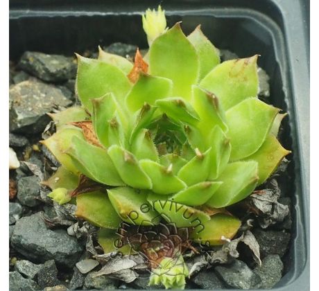 Sempervivum MERIADOC