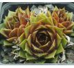 Sempervivum MERLE
