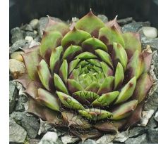 Sempervivum MINOO