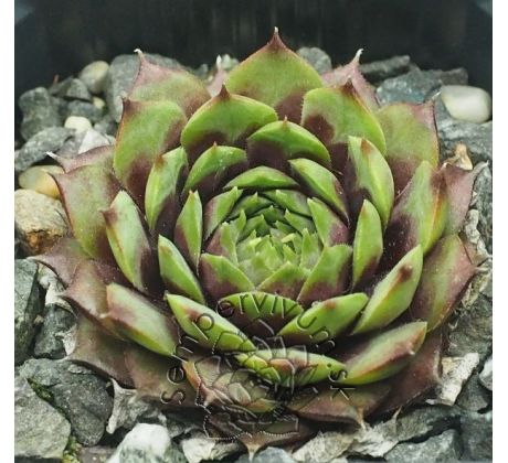 Sempervivum MINOO