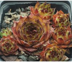 Sempervivum BIANCA