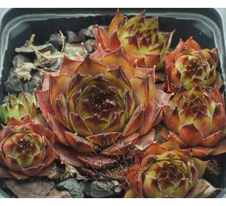 Sempervivum BIANCA
