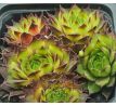 Sempervivum MONDSTEIN - grüner typ