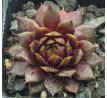 Sempervivum MOON SHADOW