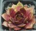 Sempervivum MORGENRÖTE