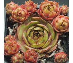 Sempervivum MUSAN CHA