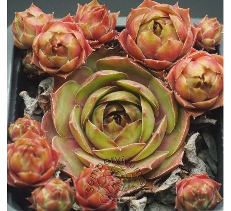 Sempervivum MUSAN CHA