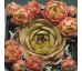 Sempervivum MUSAN CHA