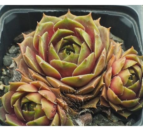 Sempervivum MUSIC DREAM