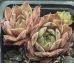 Sempervivum NEPTUNE