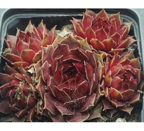 Sempervivum NIGHT DETECTOR